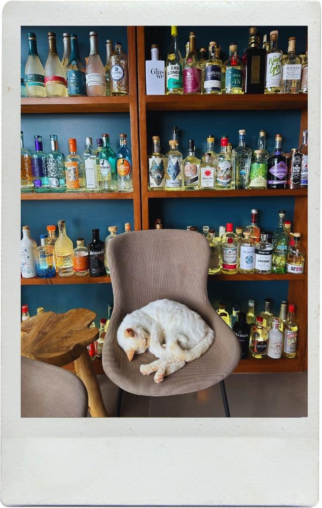 Inside the World’s Largest Gin Library: A Must-Visit in the Azores