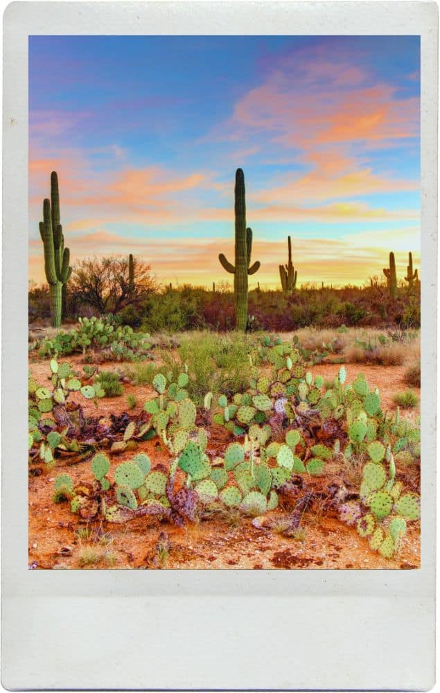 Things to Do in Tucson: 21 Unique & Low-Key Adventures