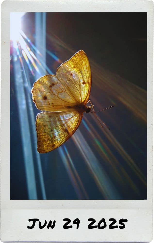 Follow the Yellow Butterly