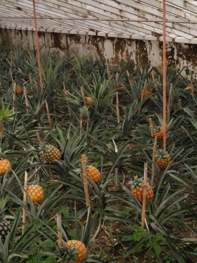 Pineapple